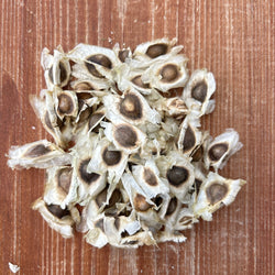 Our Biodynamic Moringa Oleifera Seeds