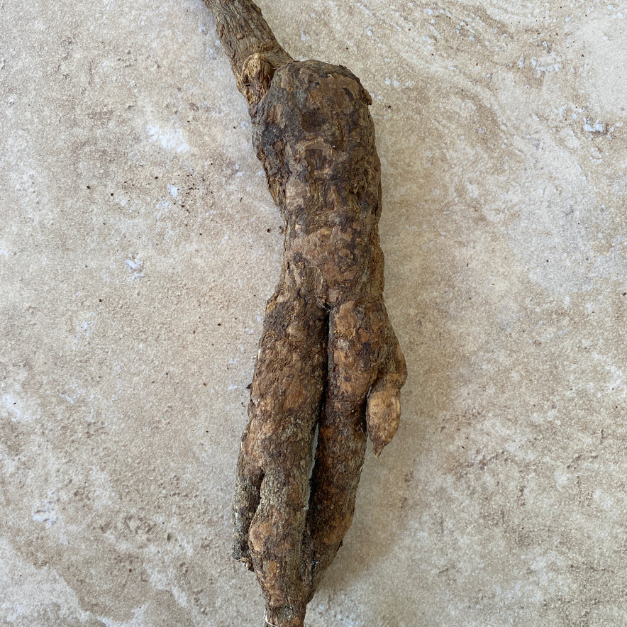 Image for Wild Cretan Mandrake Whole Roots 180gr