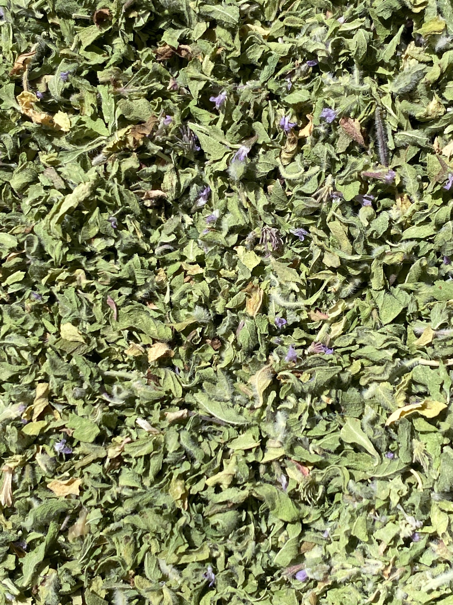 Cretan Pennyroyal Mint (Mentha Pulegium) | Notre culture biodynamique