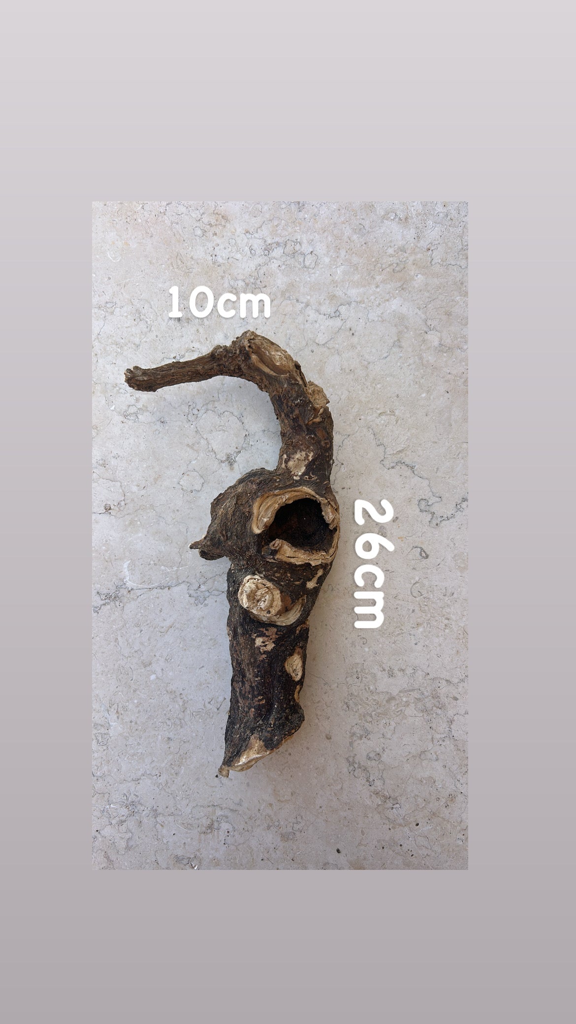 Wild Cretan Mandrake Whole Root 360gr