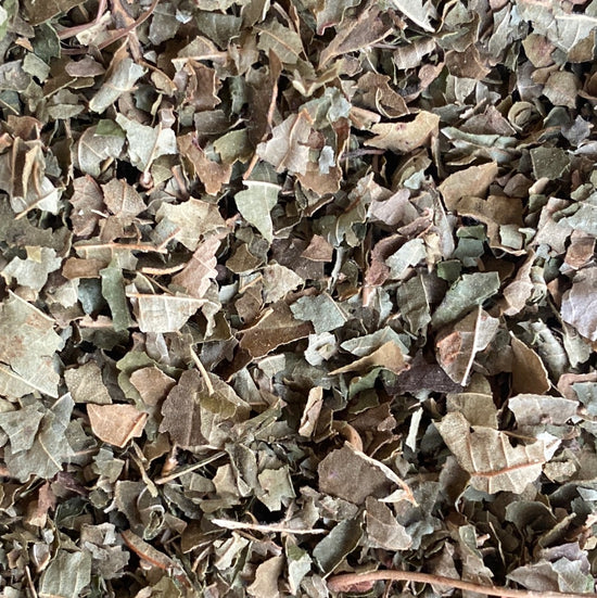 <transcy>Gymnéma (Gymnema Sylvestre)</transcy>