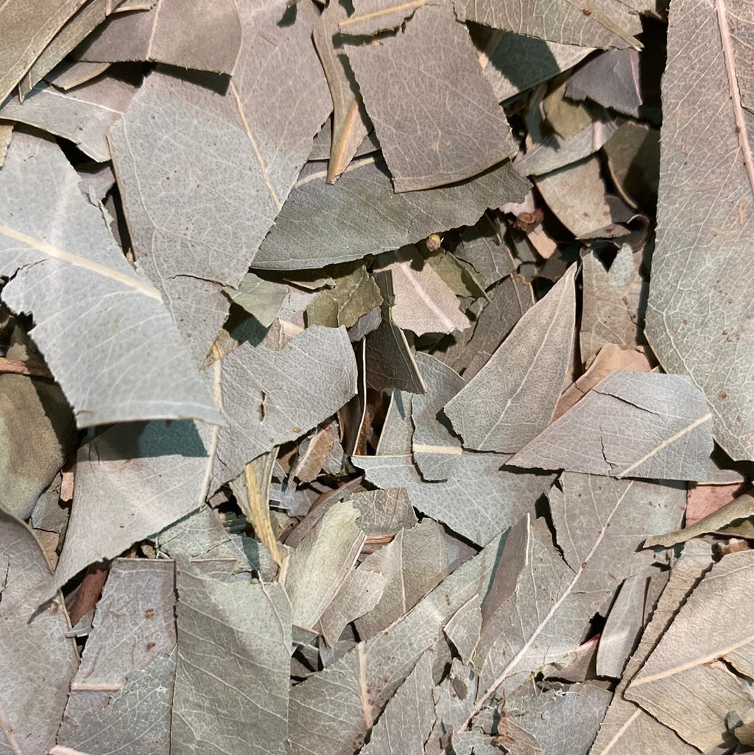 Feuilles d'eucalyptus crétois