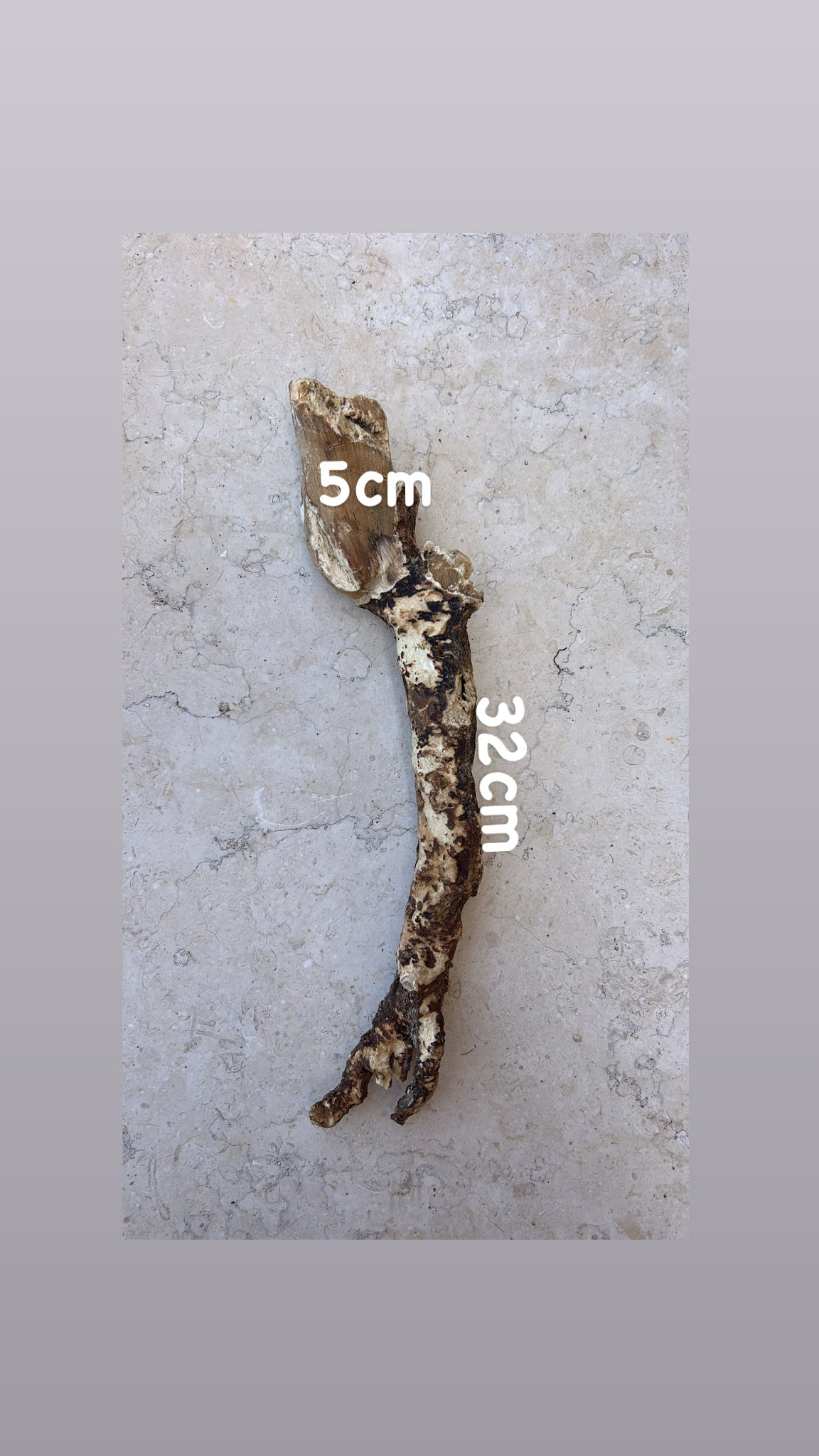 Wild Cretan Mandrake Whole Root 255gr