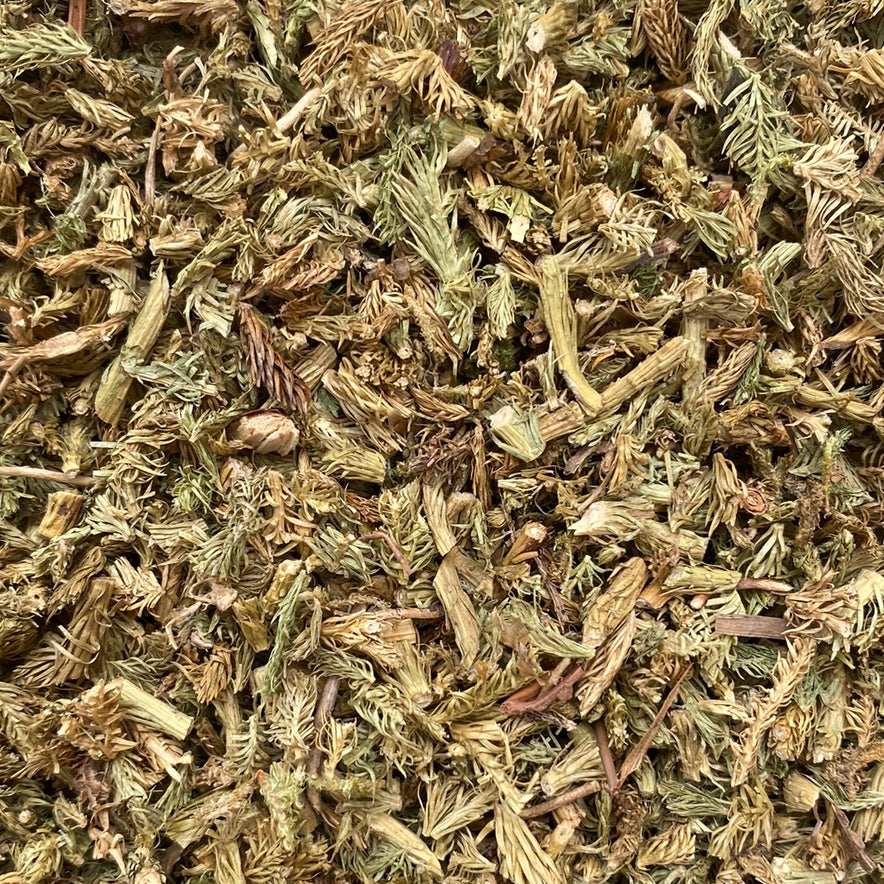 Image for Bärlauch (Lycopodium clavatum)