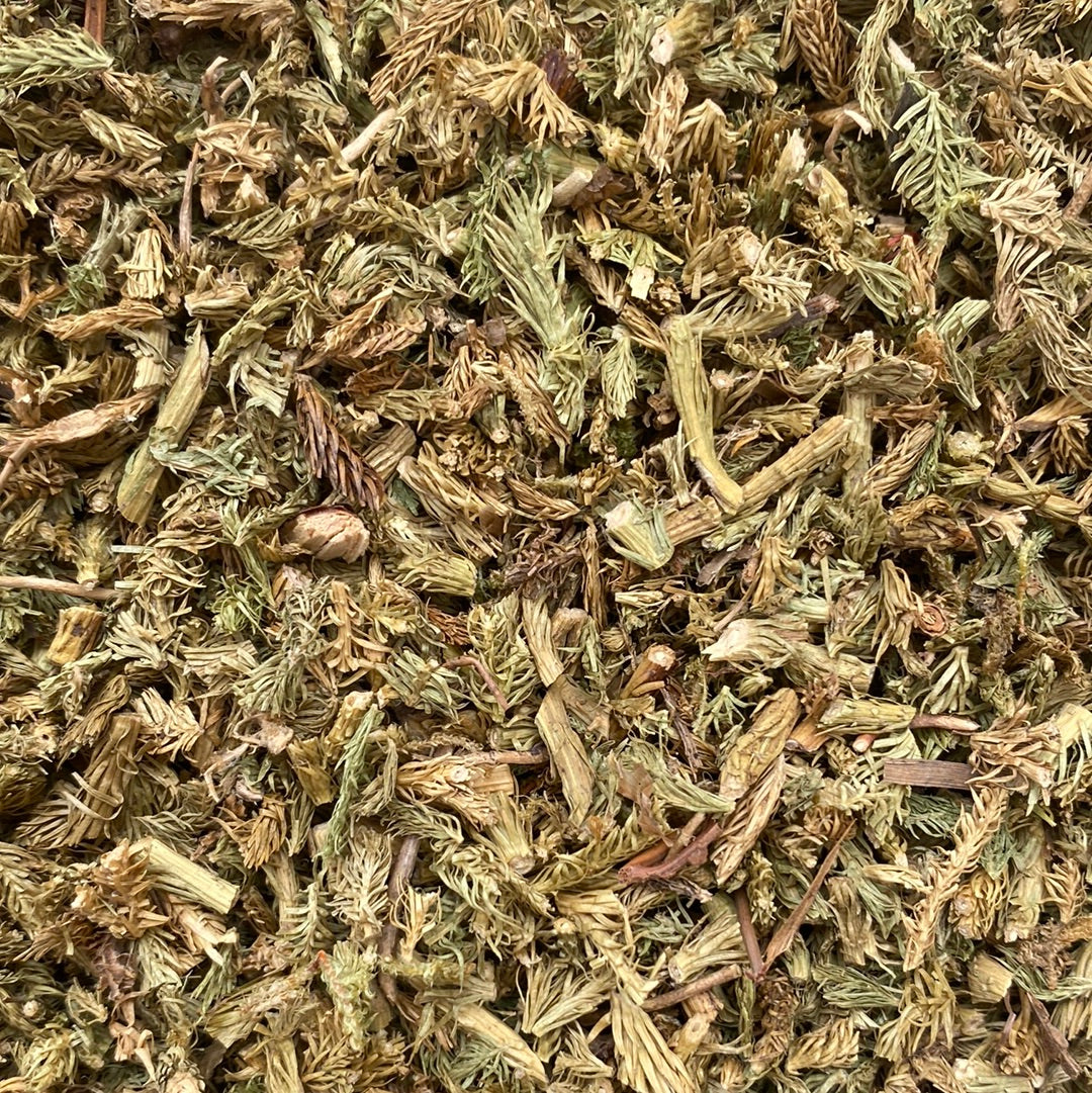 Bärlauch (Lycopodium clavatum)