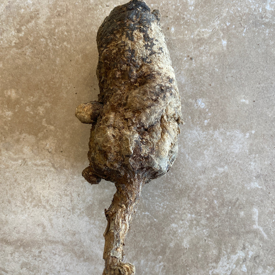 Image for Wild Cretan Mandrake Whole Root 275gr