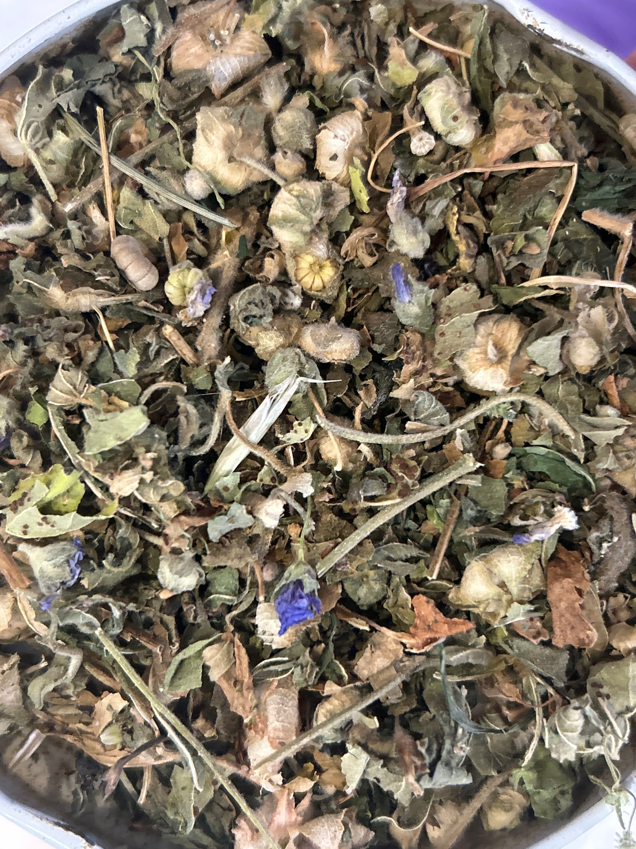 <transcy>La Grande Mauve (Malva Sylvestris)</transcy>