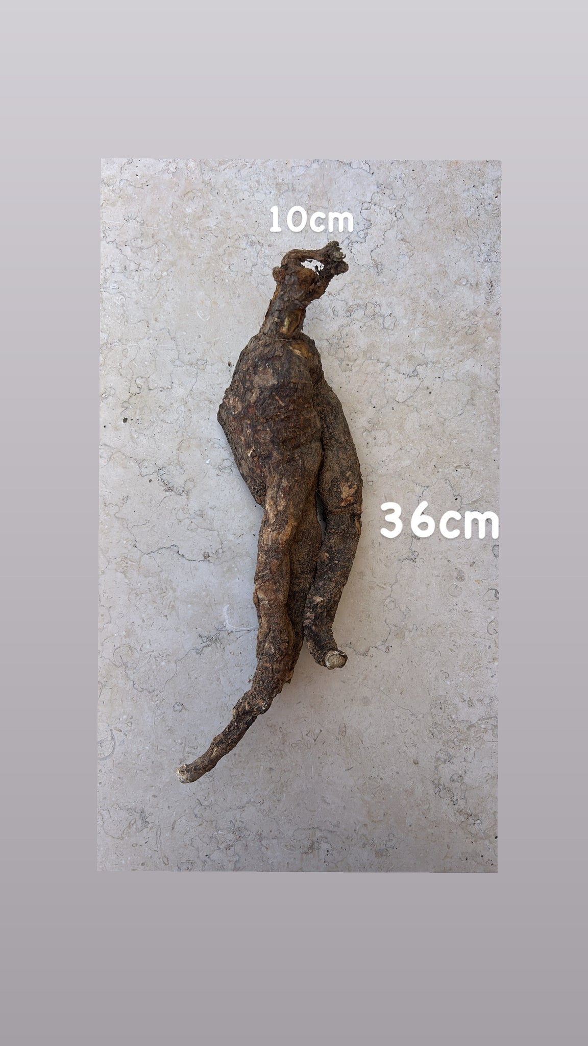 Wild Cretan Mandrake Whole Root 660gr
