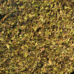 Guayusa | Organic