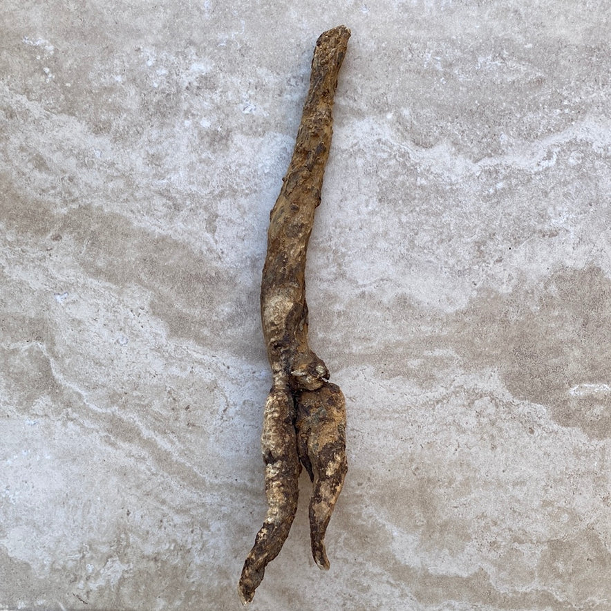 Image for Wild Cretan Mandrake Whole Root 215 grams