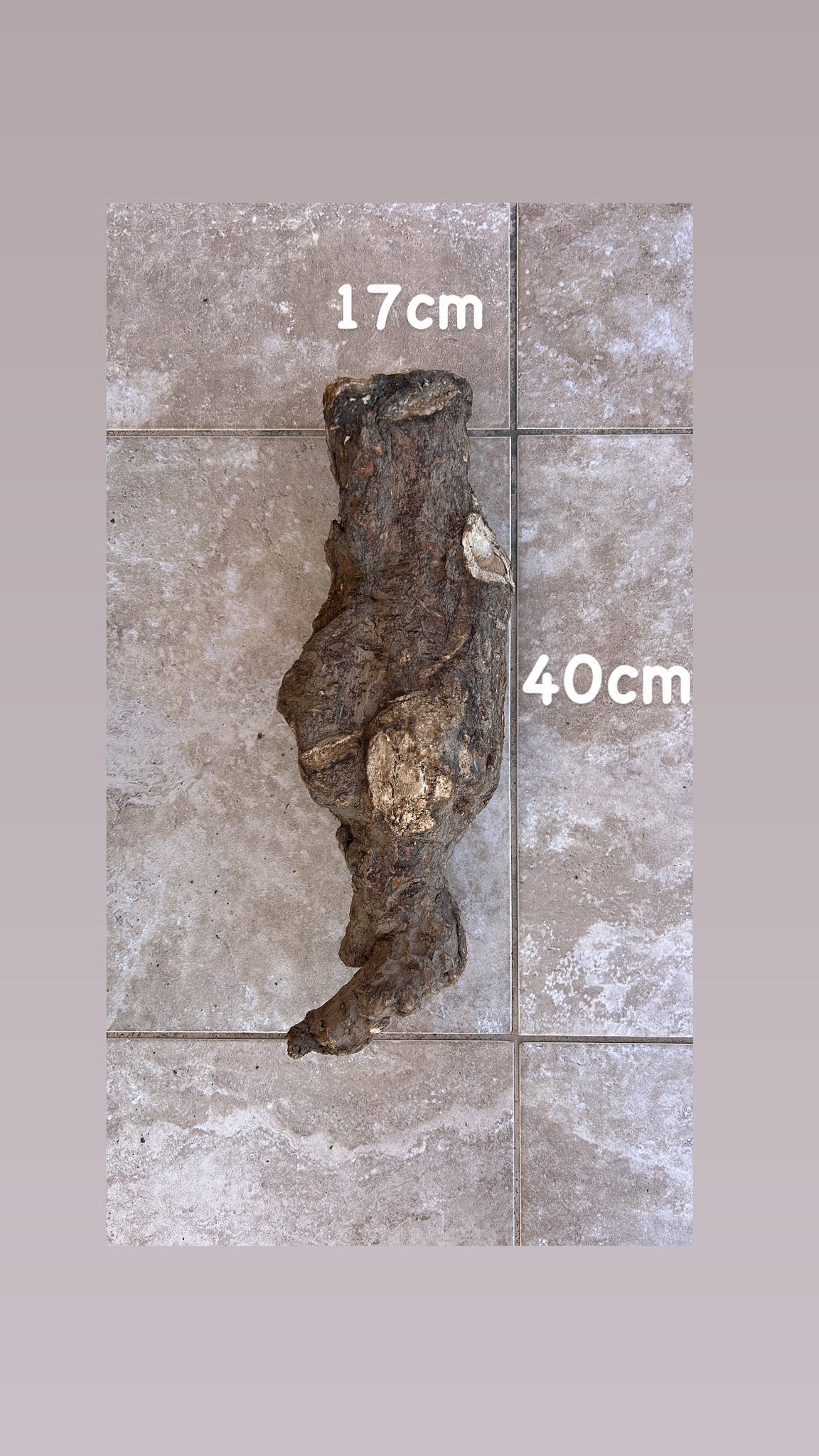 Wild Cretan Mandrake Whole Root 2.350 gr