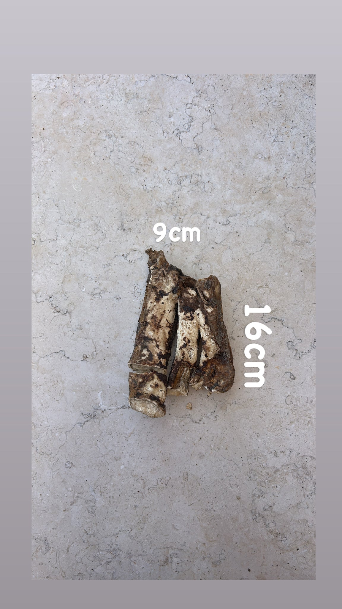 Wild Cretan Mandrake Whole Root 155gr