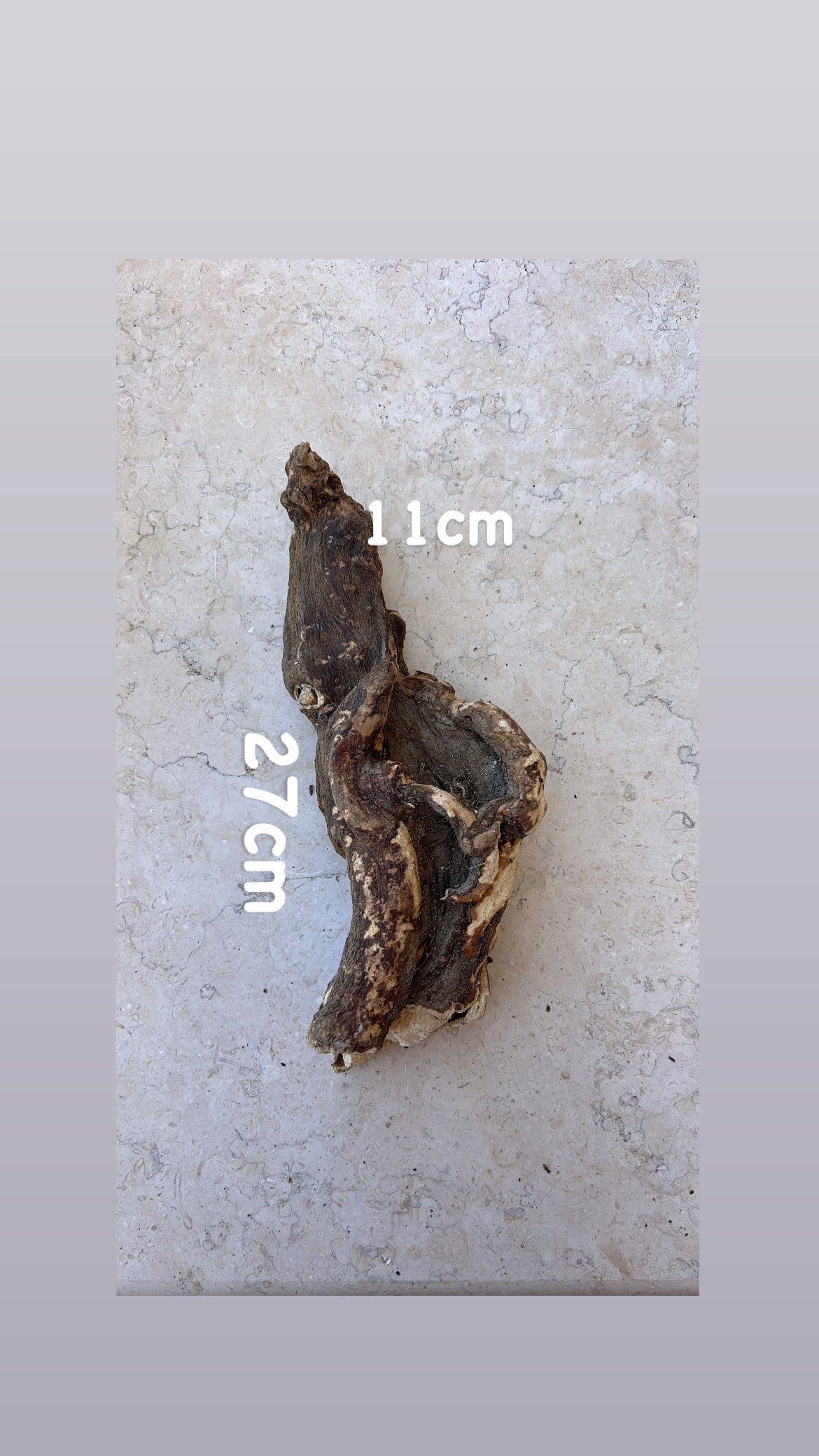 <tc>Άγριος Κρητικός Μανδραγόρας | Ολόκληρη Ρίζα | 215 γραμμάρια</tc>