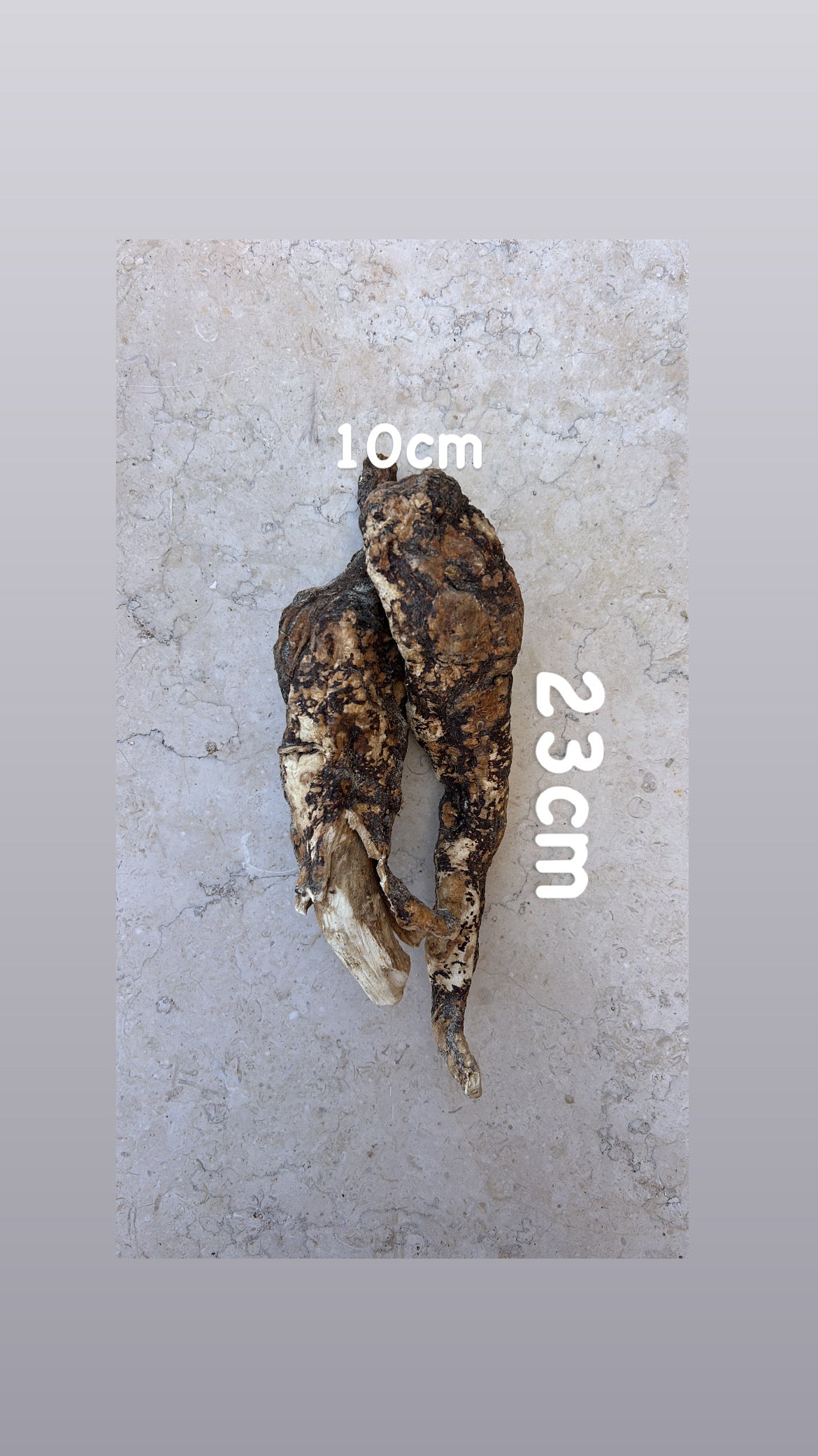 <tc>Άγριος Κρητικός Μανδραγόρας | Ολόκληρη Ρίζα | 215 γραμμάρια</tc>