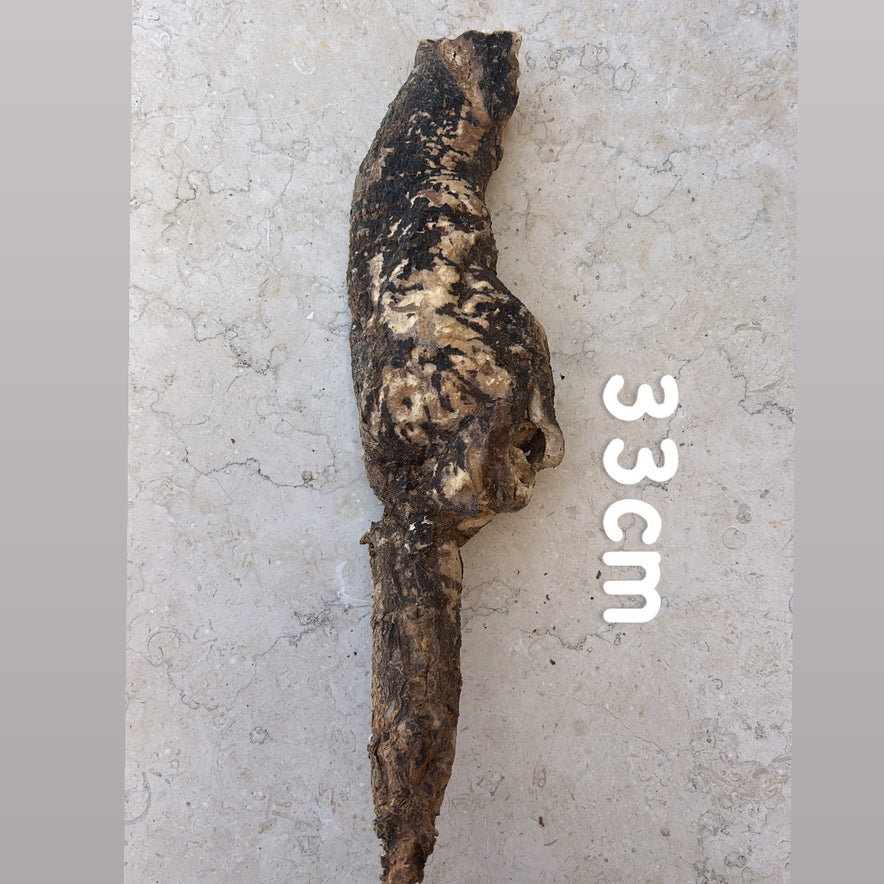 Image for <tc>Άγριος Κρητικός Μανδραγόρας | Ολόκληρη Ρίζα | 215 γραμμάρια</tc>