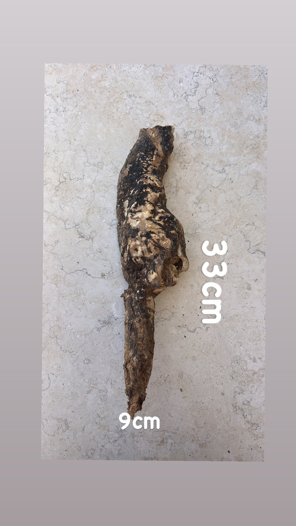 Wild Cretan Mandrake Whole Root 650gr