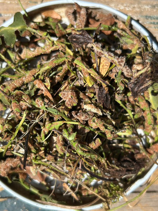 Rostrücken (Asplenium Ceterach / Ceterach Officinarum)