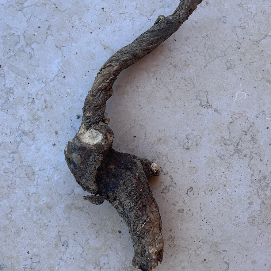 Image for Cretan Mandrake Root Wild (Mandragora Officinarum) Whole root 585 grams