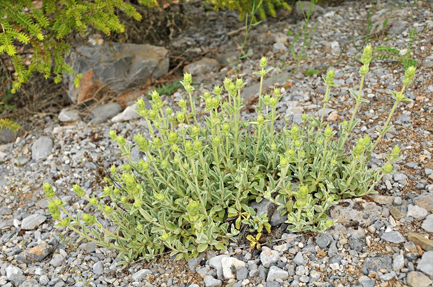 Image for Taygetus Greek Mountain Tea (Sideritis Clandestina) - Organic