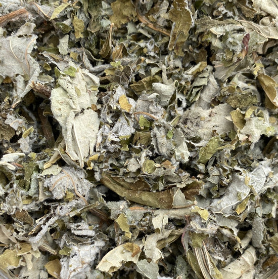 Kastanienblätter (Castanea Sativa)