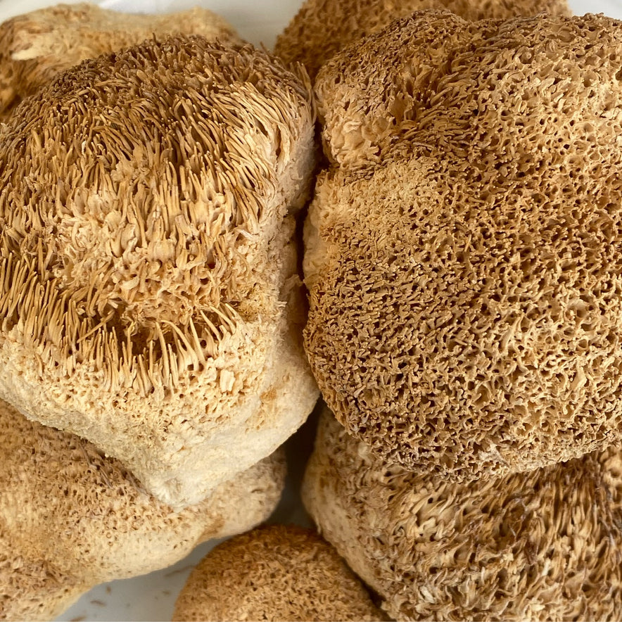 Image for <tc>Ερίκιο (Αρνάκι) Μανιτάρι Lion's Mane | Ολόκληρο | Ελληνική Καλλιέργεια</tc>