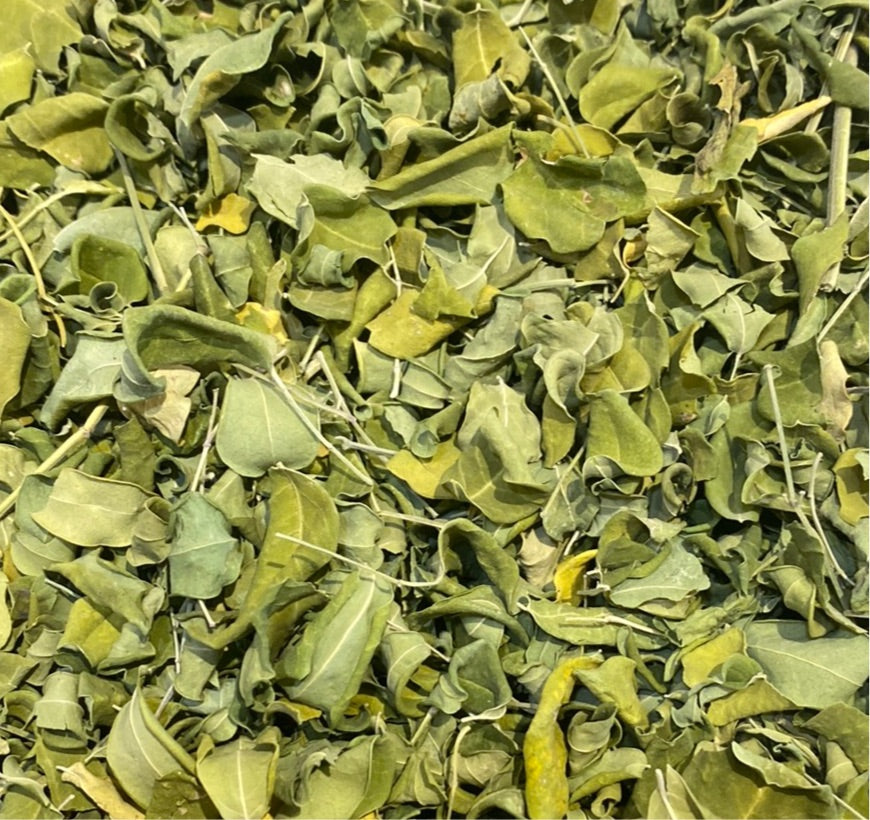 Moringa Oleifera Leaves | Our Biodynamic Cultivation