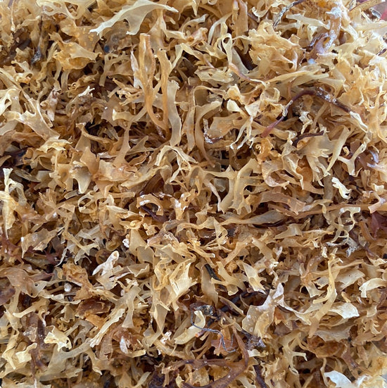 Irish Moss (Sea Moss)