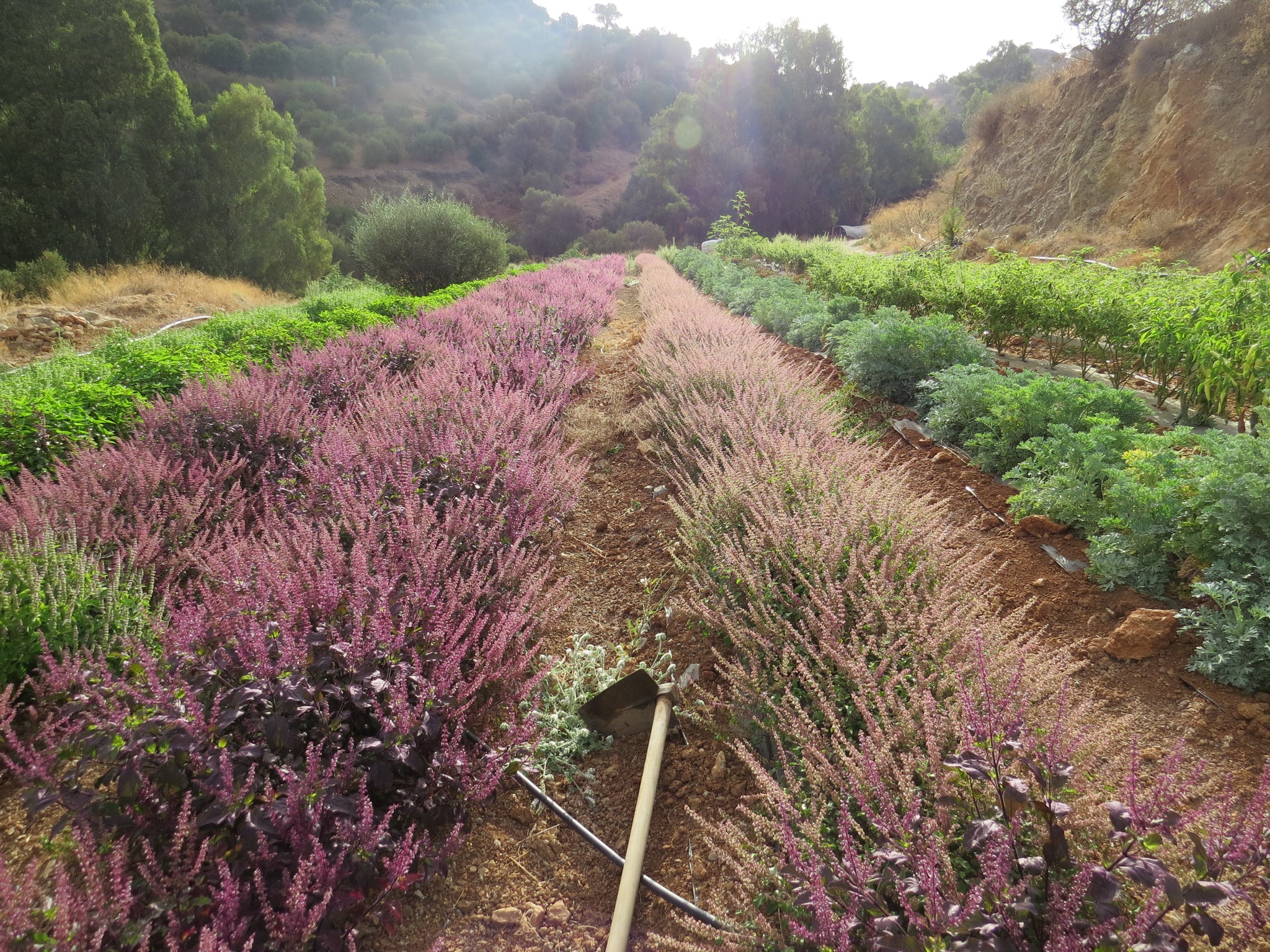 Tulsi-Mischung / Heilige Basilikum-Mischung | Unser biodynamischer Anbau