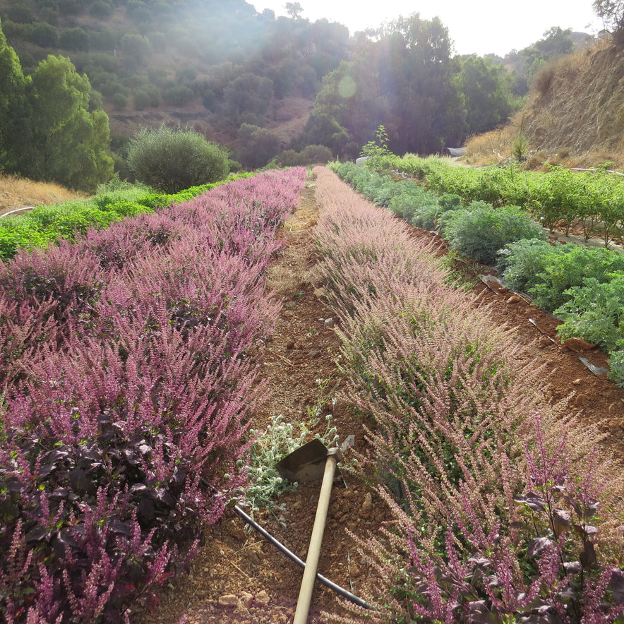 Image for Mélange Tulsi / Mélange de basilic sacré | Notre culture biodynamique