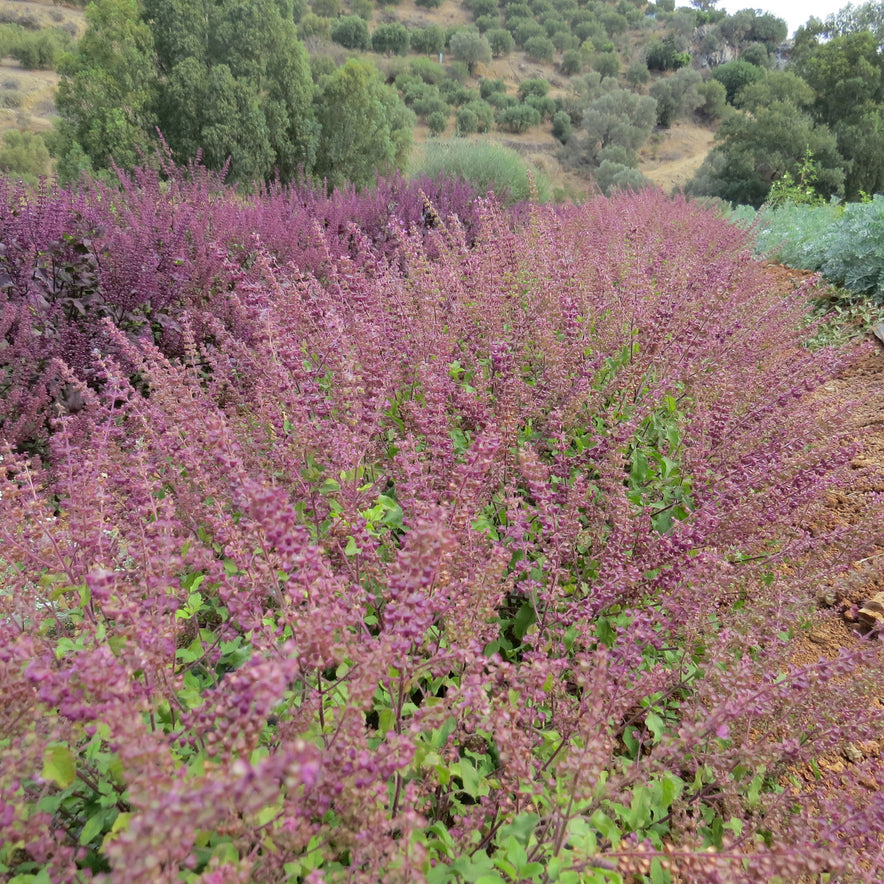 Image for „Rama“ Tulsi/Heiliges Basilikum | Unser biodynamischer Anbau (Ocimum sanctum)