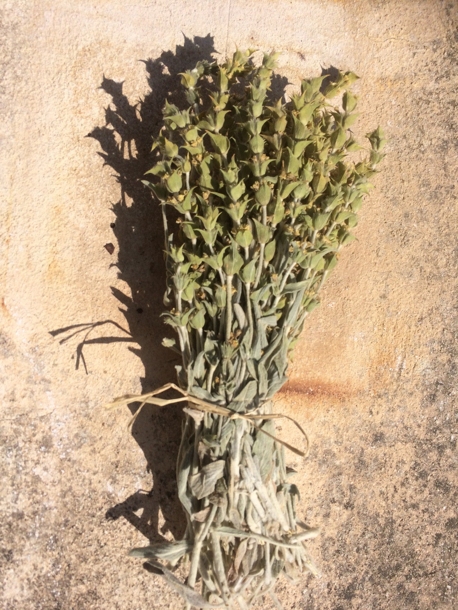 Parnassus Greek Mountain Tea (Sideritis Raeseri Boiss) | Organic