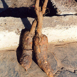 Racine de mandragore sauvage de Crète (Mandragora Officinarum)