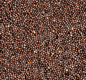 Image for Black Mustard Seeds