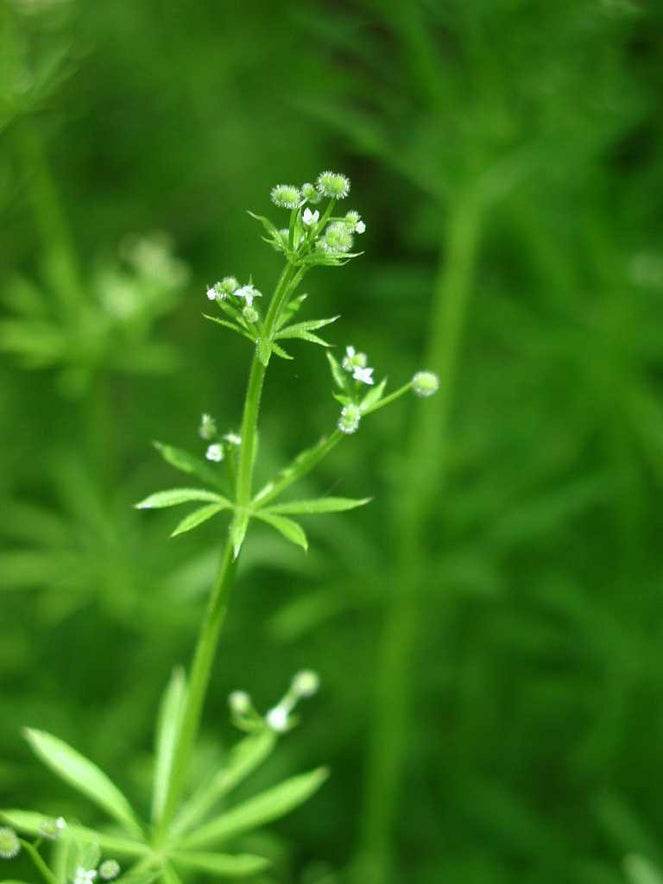 Image for Cleavers (Galium Aparine) - Organic