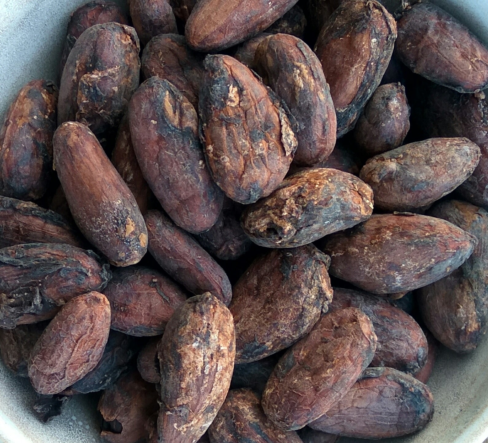 Kakaobohnen Bio