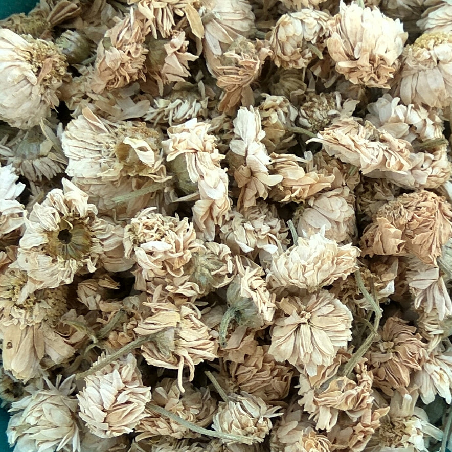 Image for Ρωμαϊκό Χαμομήλι (Chamaemelum Nobile)