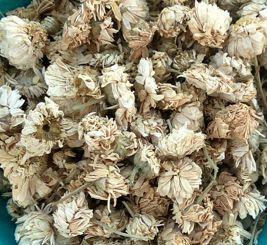 Römische Kamille (Chamaemelum nobile)