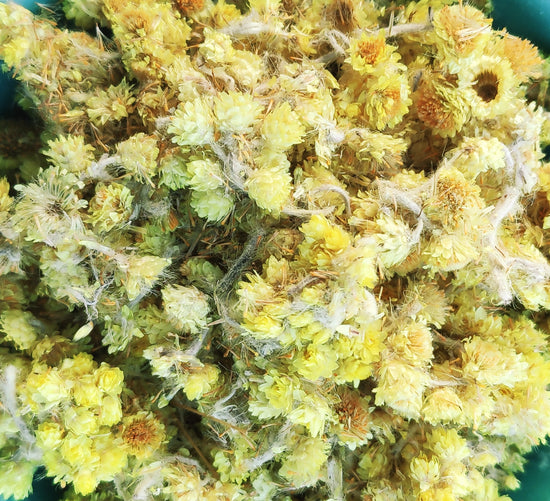 Currypflanze (Helichrysum Italicum)