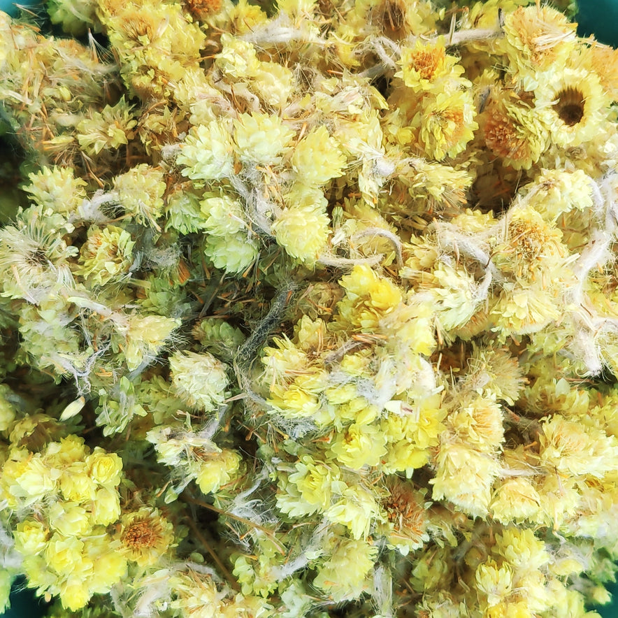 Image for Ελίχρυσο (Helichrysum Microphyllum)
