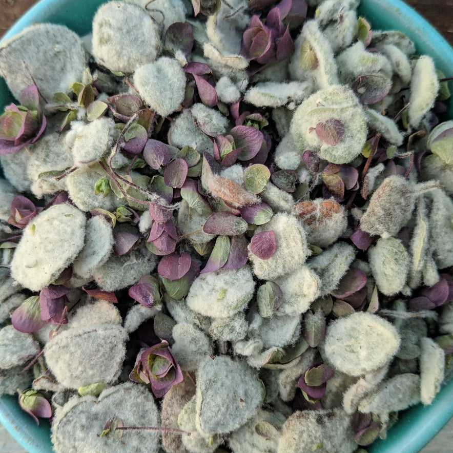 Image for Κρητικό Δίκταμο | Βιολογικό (Origanum Dictamnus)