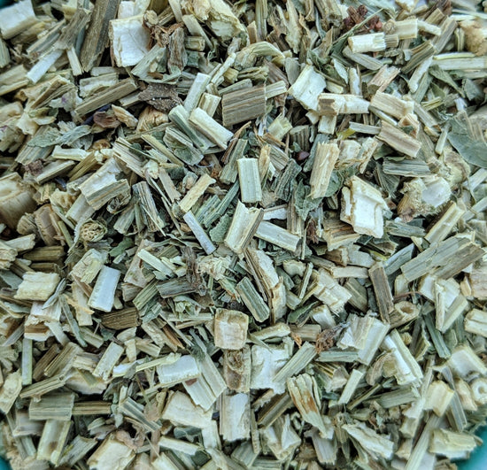 Wegwarte (Cichorium Intybus)