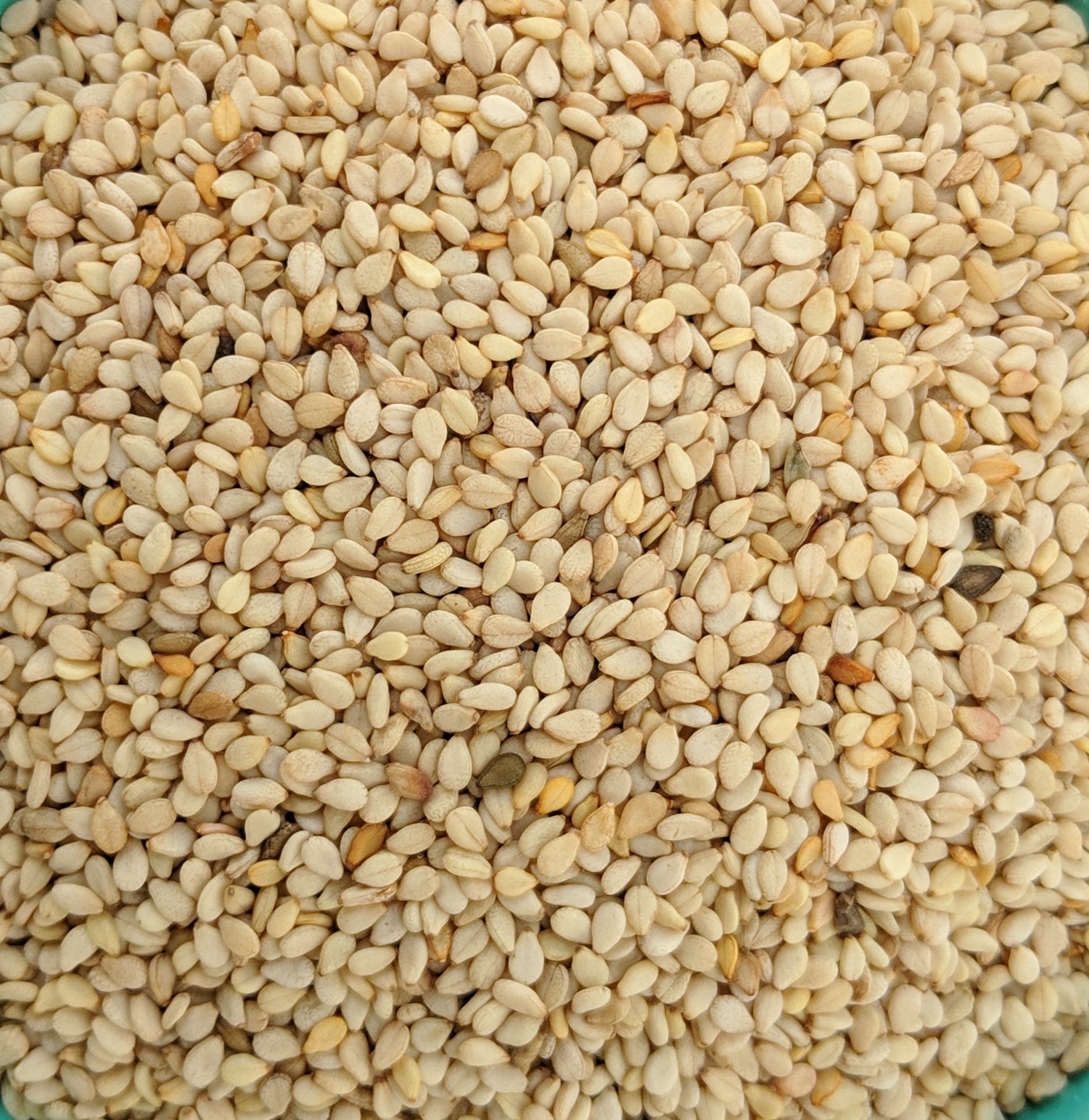 Sesame Seeds (Sesame Indicum) - Organic