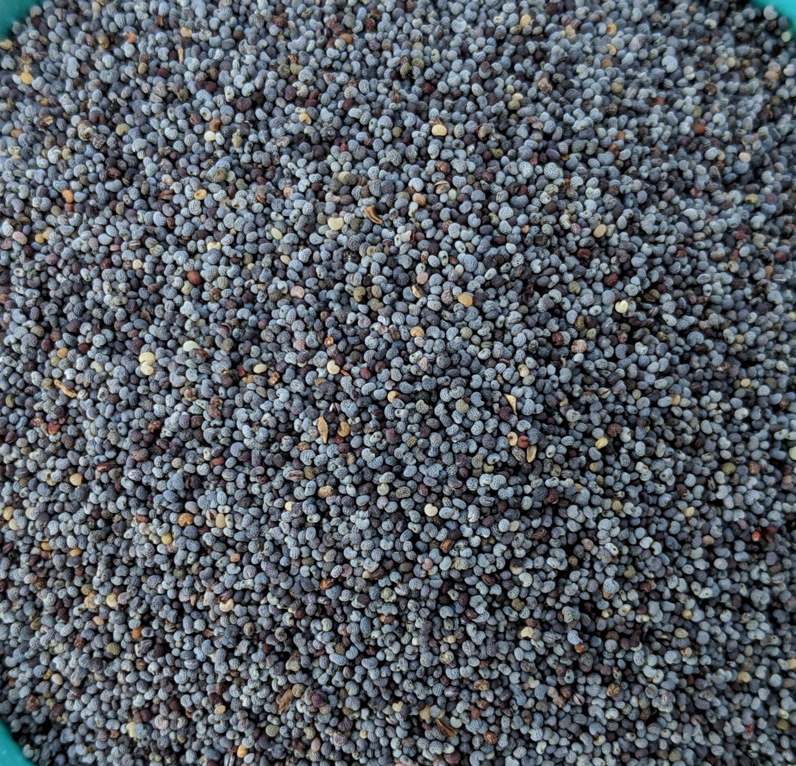 <transcy>Παπαρουνόσπορος</transcy>