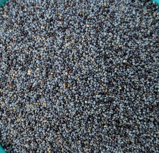 <transcy>Παπαρουνόσπορος</transcy>