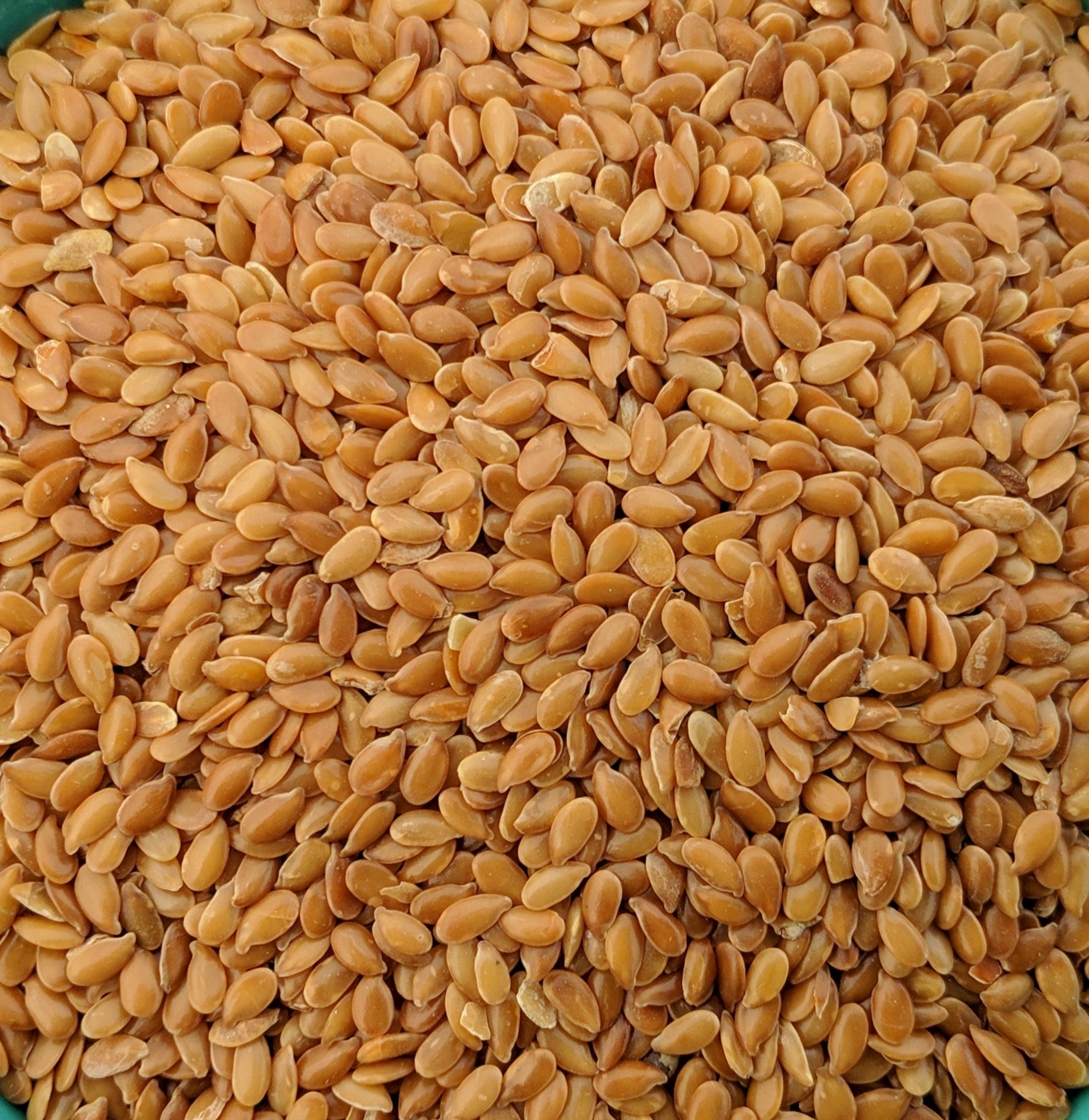 <transcy>Λιναρόσπορος Χρυσός</transcy>