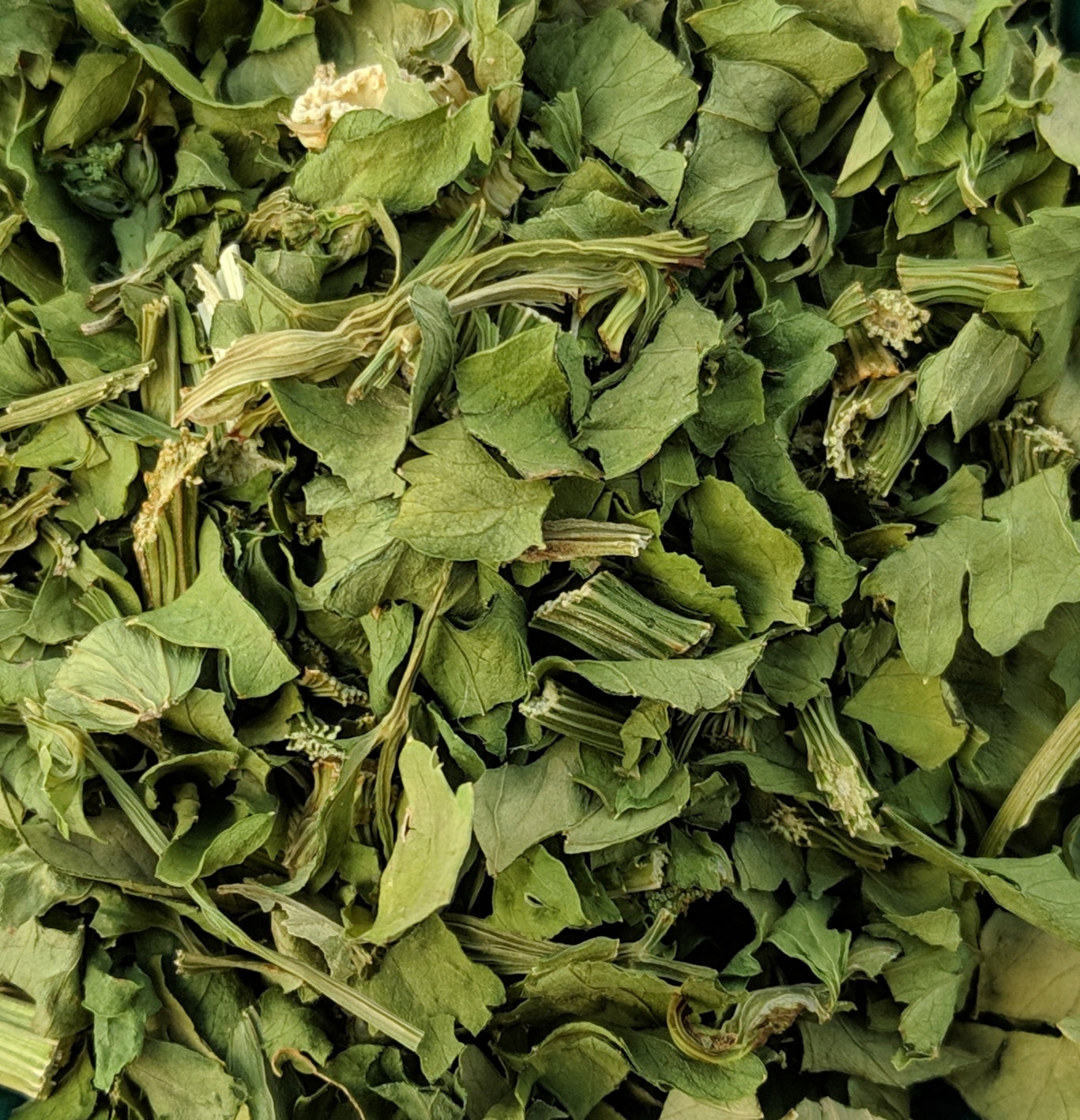 Feuilles de Céleri (Apium Graveolens) I Notre Culture Biodynamique