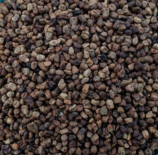 Kardamomsamen (Elettaria cardamomum)