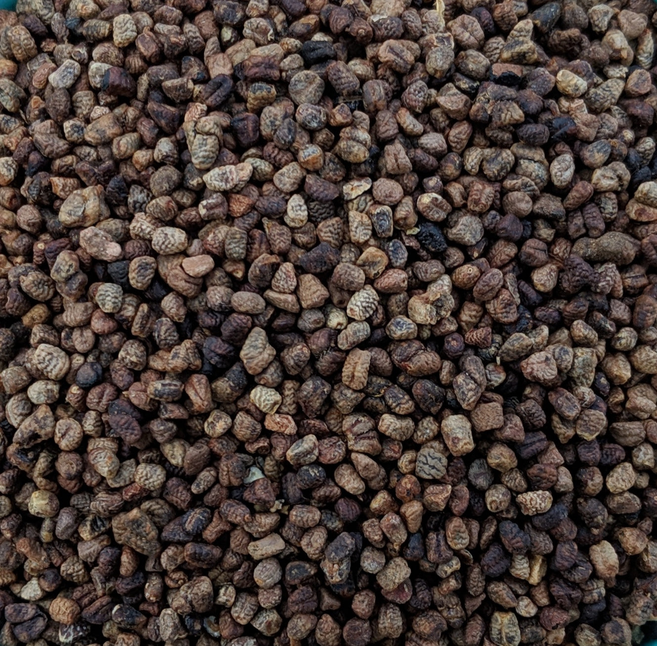 Graines de cardamome (Elettaria Cardamomum)