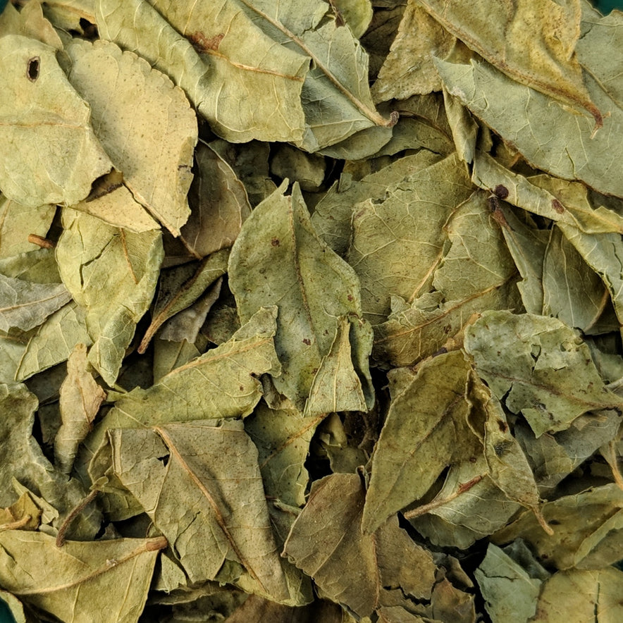 Image for Turmeric Leaves (Curcuma Longa)