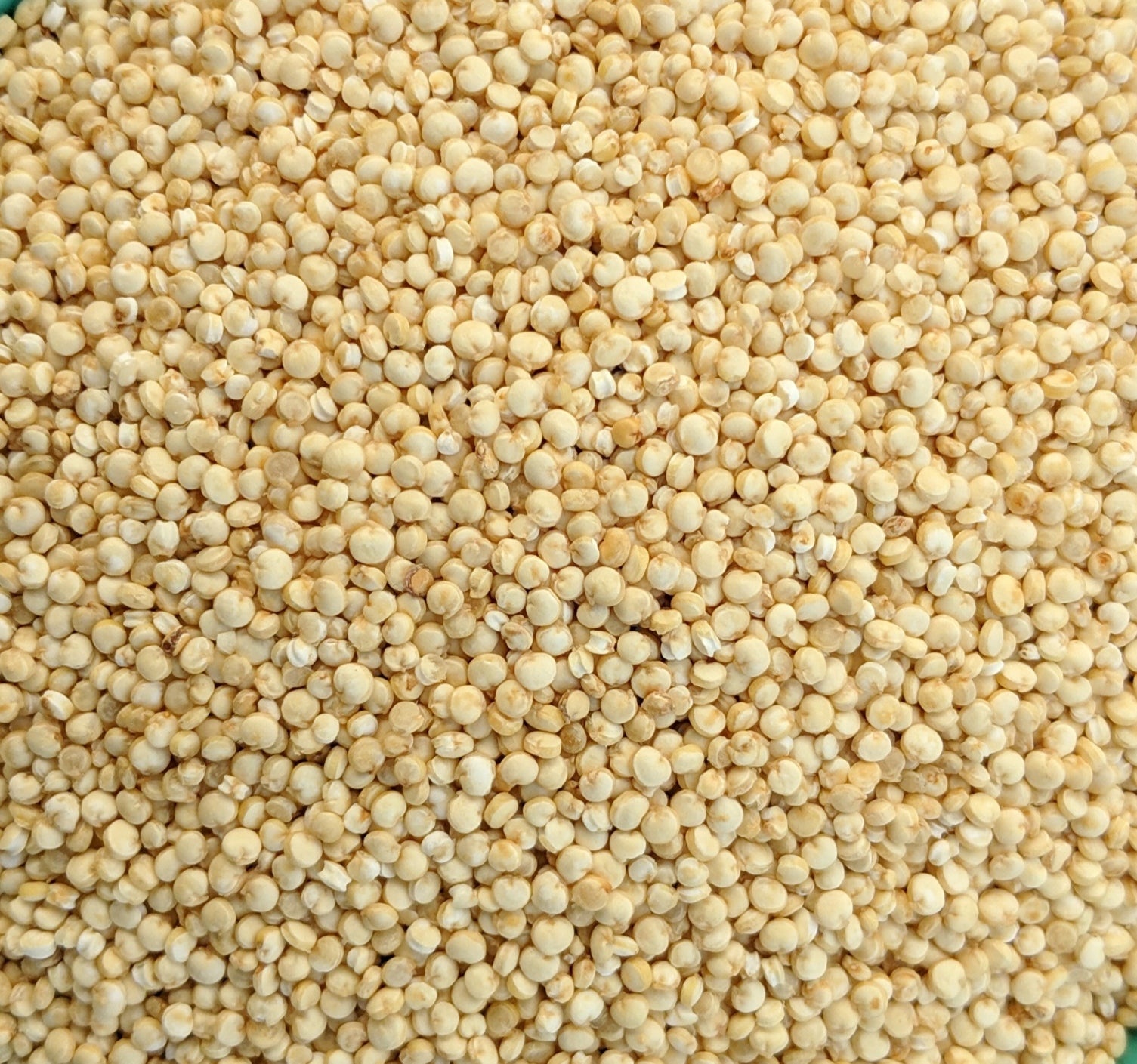 Quinoa biologique